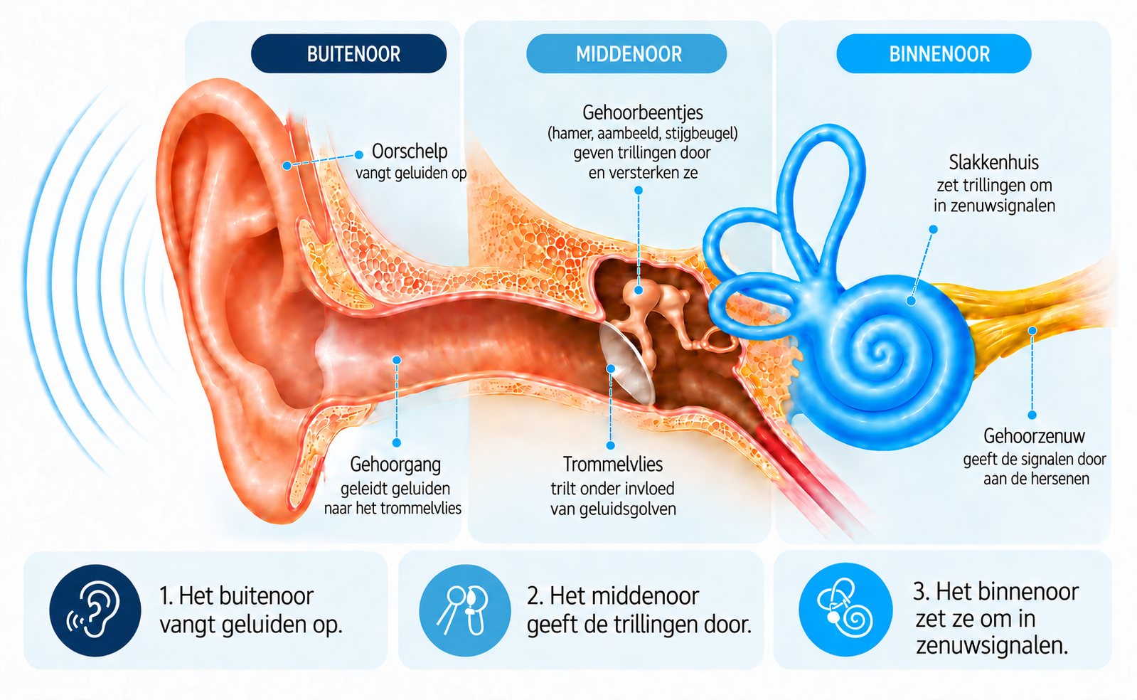 Schema van het buiten-, midden- en binnenoor